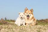 CHIEN FINNOIS DE LAPONIE 322